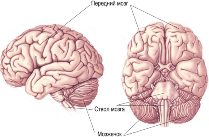 otdely-mozga
